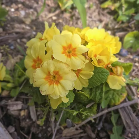 Villa Classée 4 étoiles *